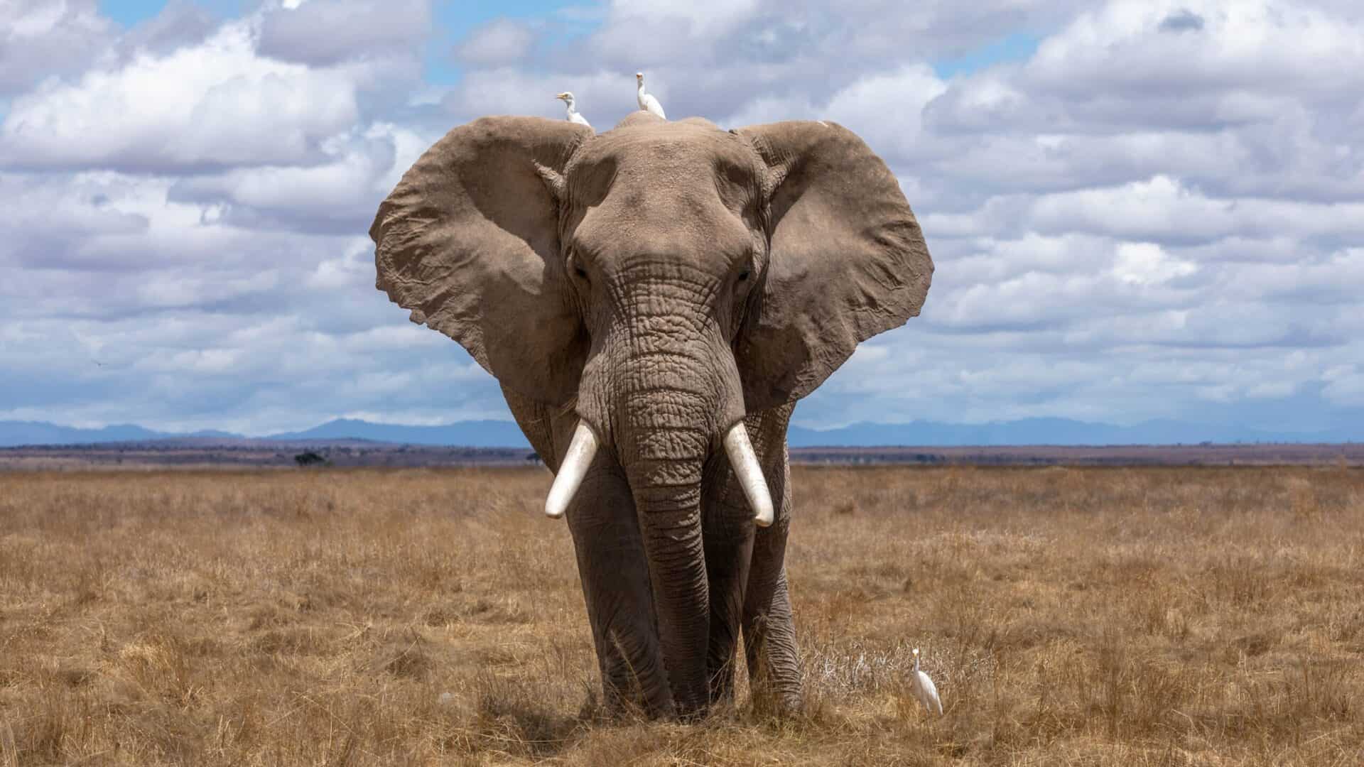 Photography That Captures The Beauty of Wild Animals Photography That Captures The Beauty of Wild Animals