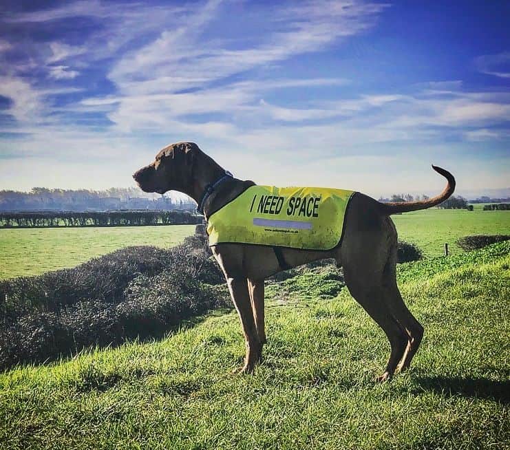 Yellow Dog