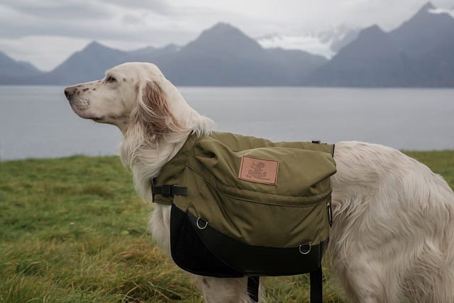 National Dog Day https://www.quitegreat.co.uk/pet-pr-and-animal-pr-agency/