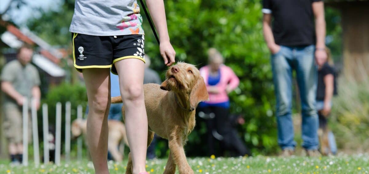 Dog Training