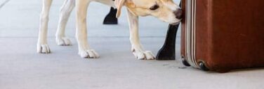 International dog day 2023