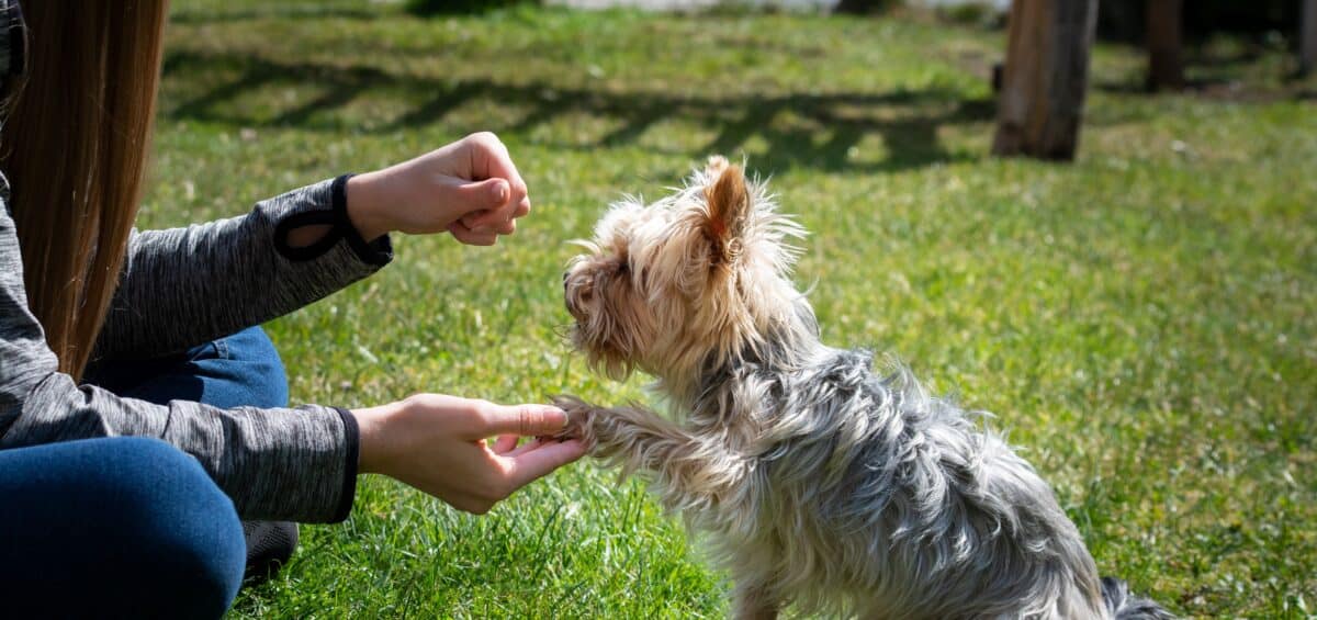 Hello to a Dog