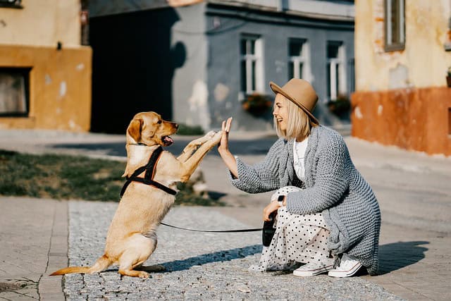 Responsible Dog Owner