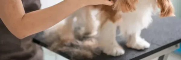 Responsible Dog Owner