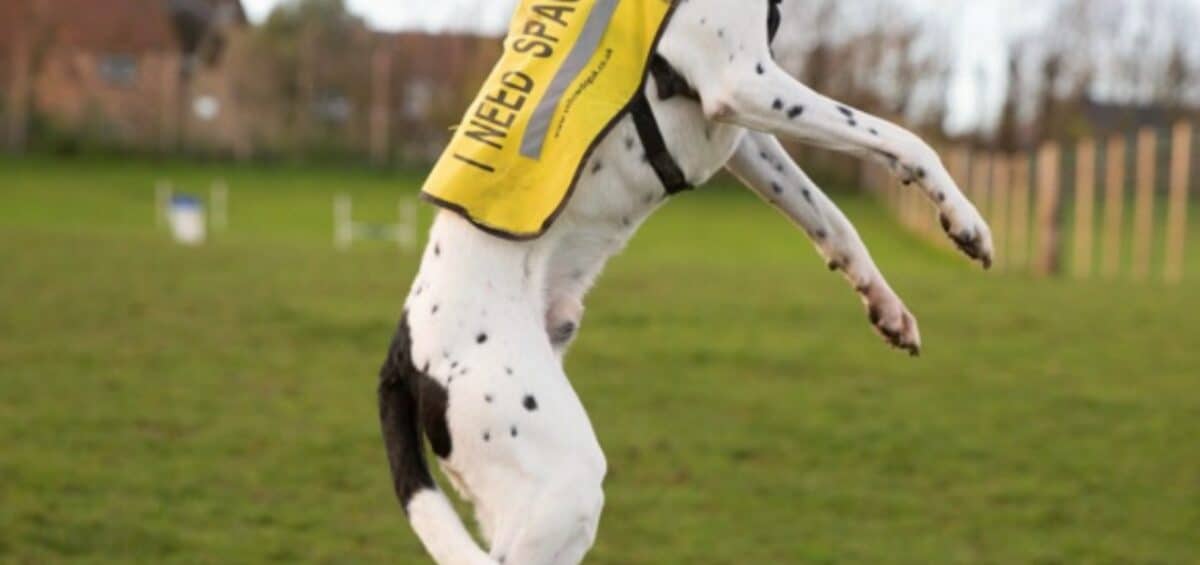 Yellowdoguk pr agency uk dog pr agency