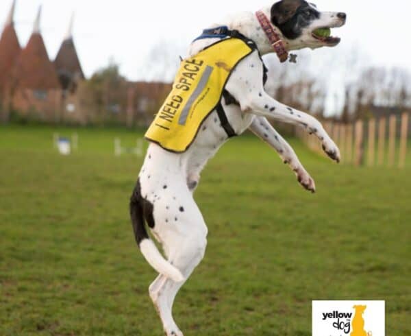 Yellowdoguk pr agency uk dog pr agency