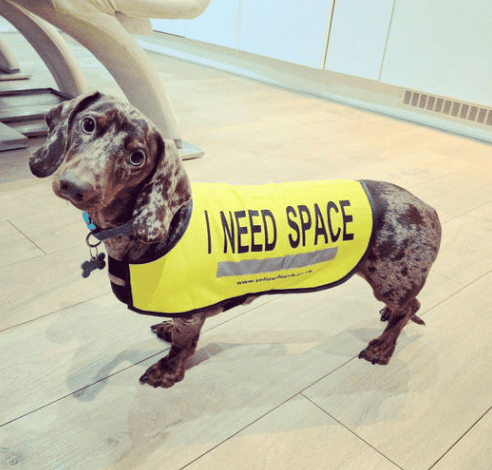 Yellow Dog UK