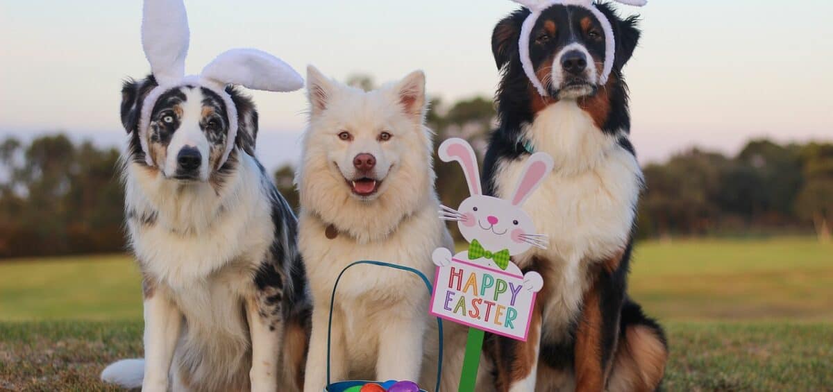 Dog Care Pet PR and Animal PR Agency