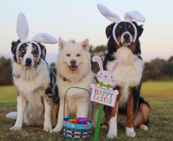 Dog Care Pet PR and Animal PR Agency