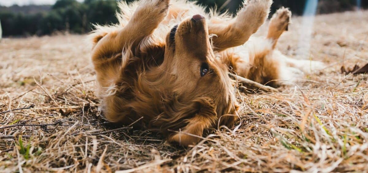 Pet Month