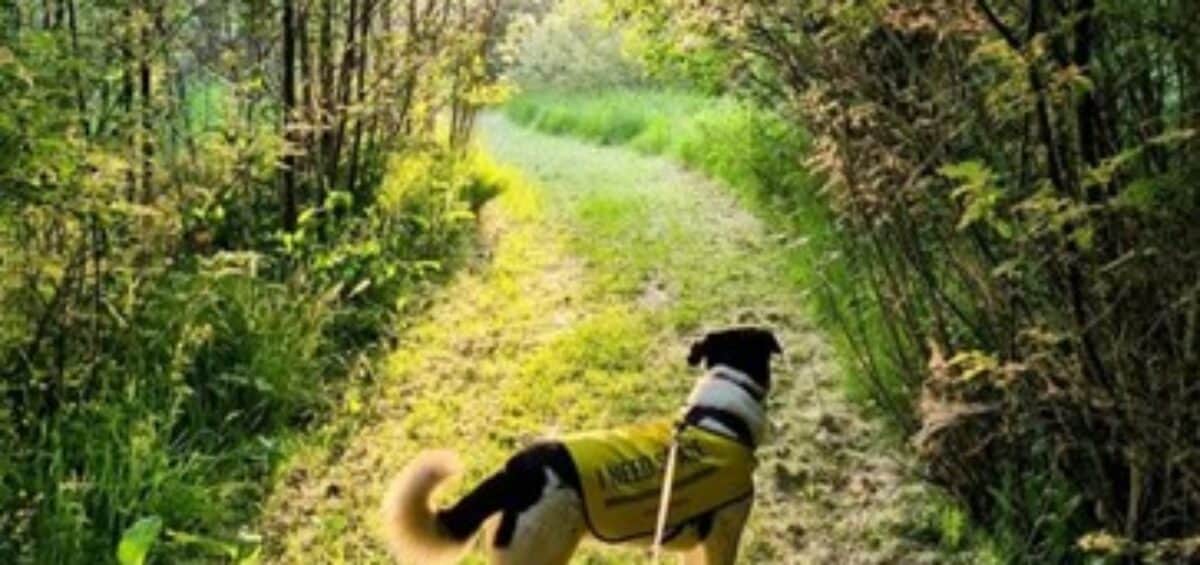 Dog’s Behaviour