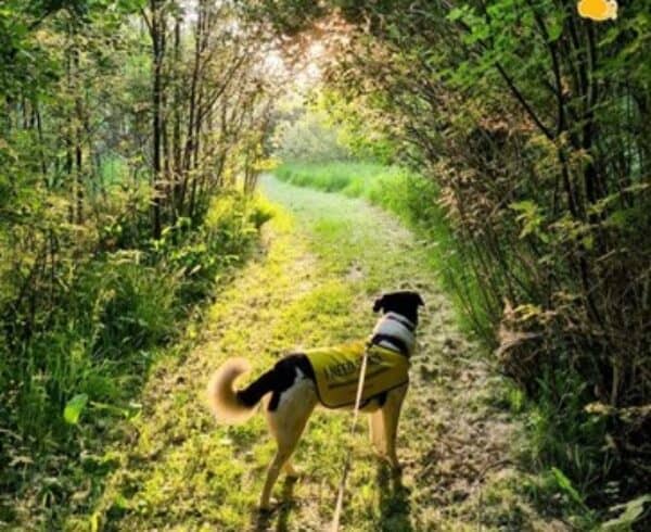 Dog’s Behaviour