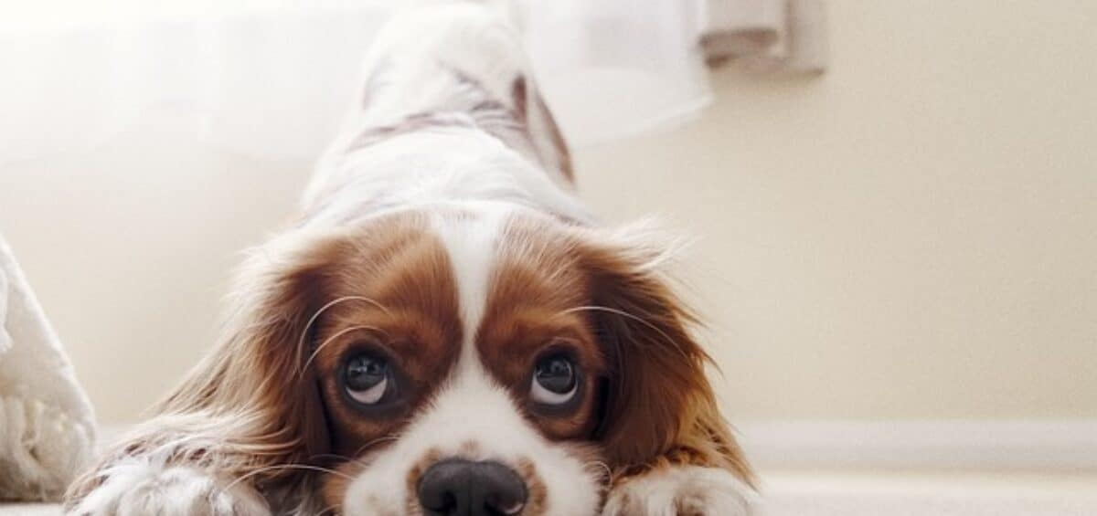 Anxious Dog