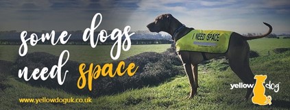 Yellow Dog