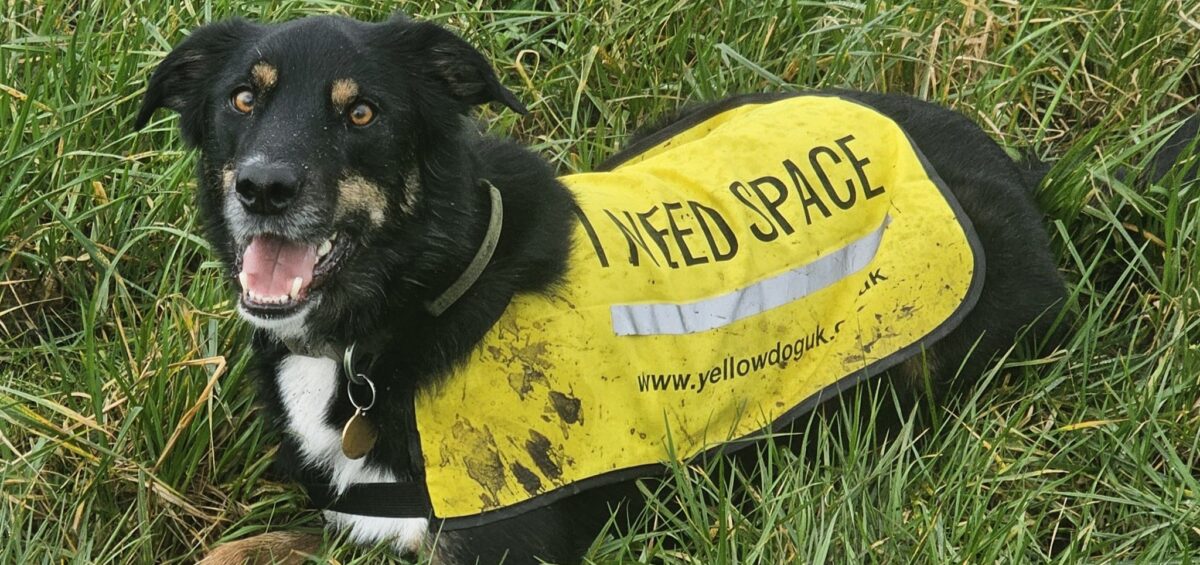 International Search and Rescue Dog Day: Celebrating Canine Heroes