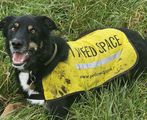 International Search and Rescue Dog Day: Celebrating Canine Heroes